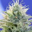 Auto Ghost OG - Original Sensible Seeds Auto Ghost OG - Original Sensible Seeds