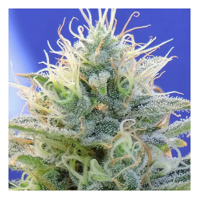 Auto Ghost OG - Original Sensible Seeds