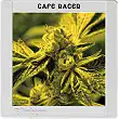 Café Racer - Blimburn Seeds
