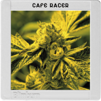 Café Racer - Blimburn Seeds