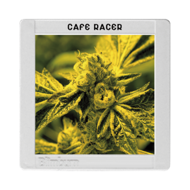 Café Racer - Blimburn Seeds