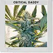 Critical Daddy Purple - Blimburn Seeds