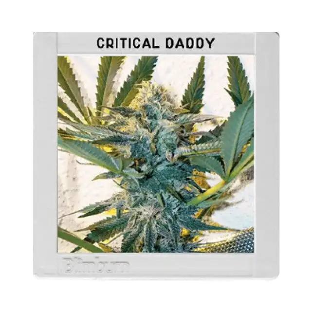 Critical Daddy Purple - Blimburn Seeds