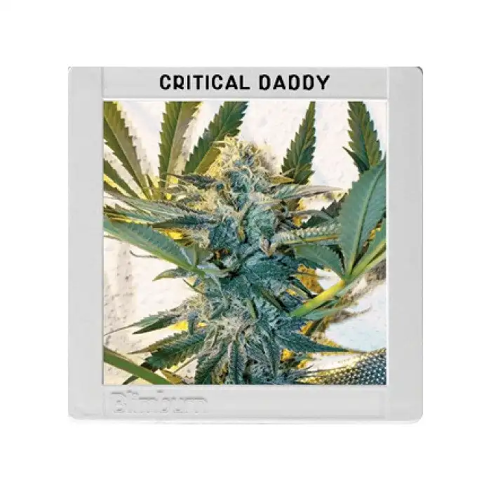 Critical Daddy Purple - Blimburn Seeds