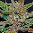 Bubba Haze - World of Seeds Bubba Haze - World of Seeds