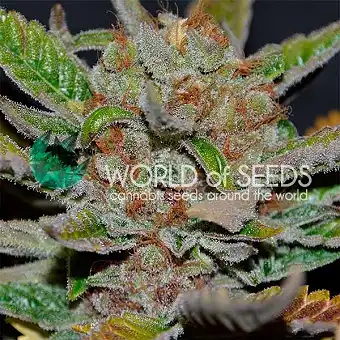 Bubba Haze - World of Seeds