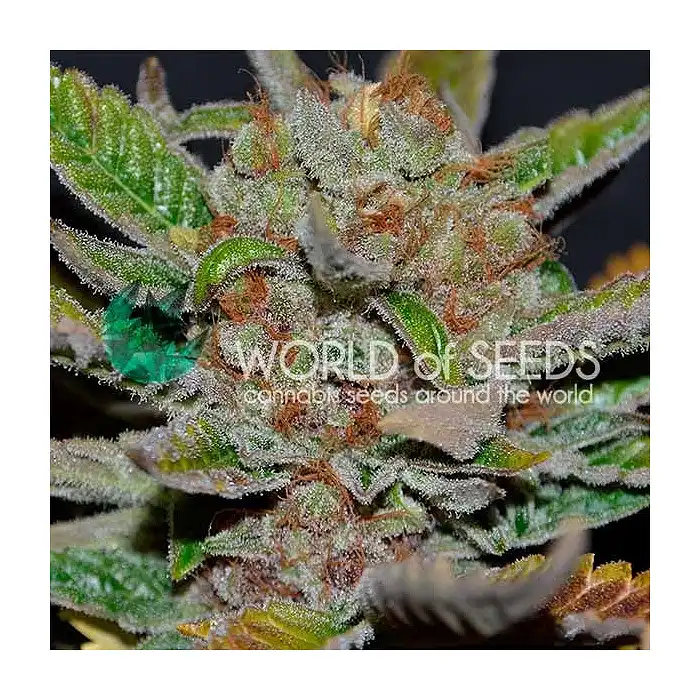 Bubba Haze - World of Seeds