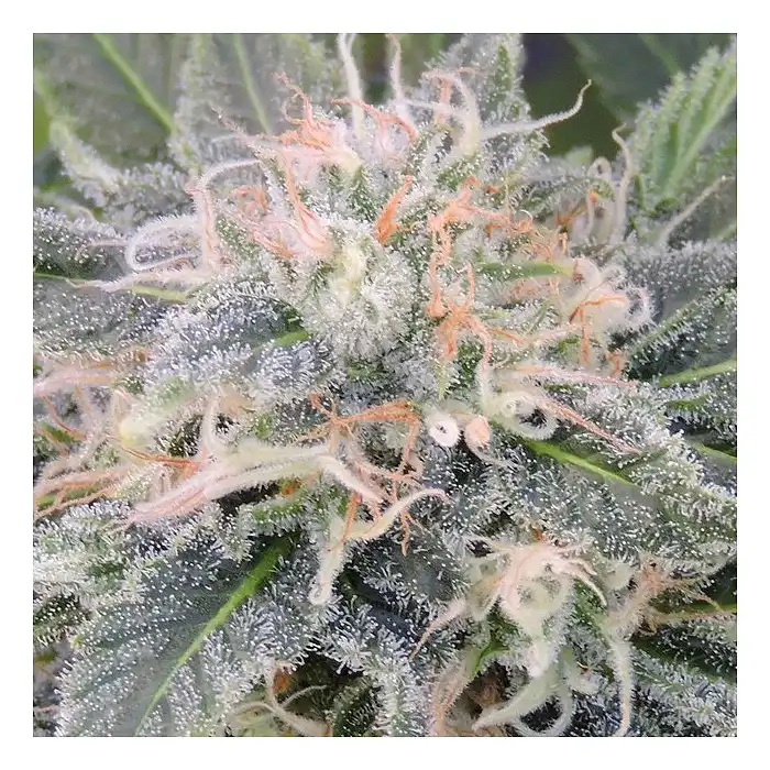 Black Ghost OG - Original Sensible Seeds
