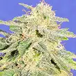 Auto JH - Original Sensible Seeds Auto JH - Original Sensible Seeds