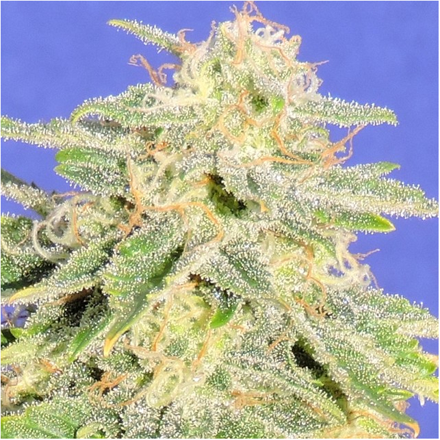 Auto JH