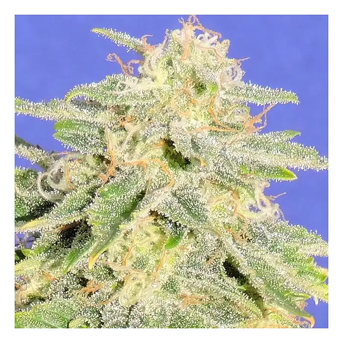 Auto JH - Original Sensible Seeds