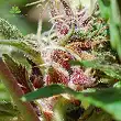 Red Purps - Female Seeds
