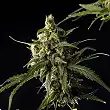 Lemon Auto CBD - Philosopher Seeds