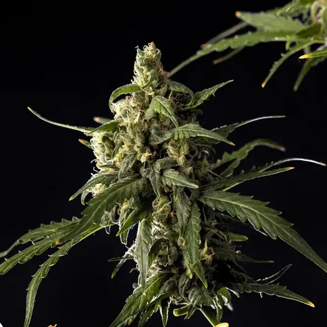 Lemon Auto CBD - Philosopher Seeds