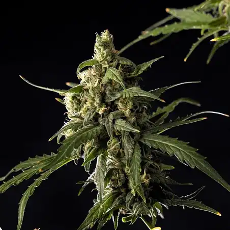Lemon Auto CBD - Philosopher Seeds