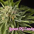 Lemon OG Candy - Philosopher Seeds