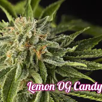 Lemon OG Candy - Philosopher Seeds