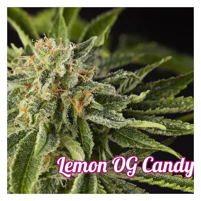 Lemon OG Candy - Philosopher Seeds