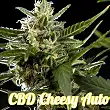 Cheesy Auto CBD - Philosopher Seeds