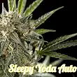 Sleepy Yoda Auto - Philosopher Seeds Sleepy Yoda Auto - Philosopher Seeds