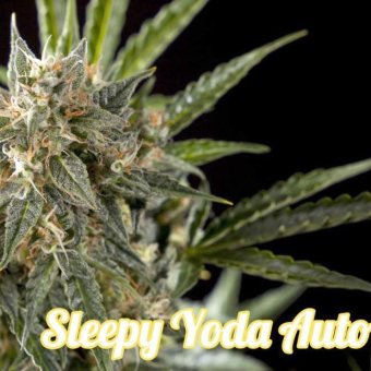 Sleepy Yoda Auto - Philosopher Seeds