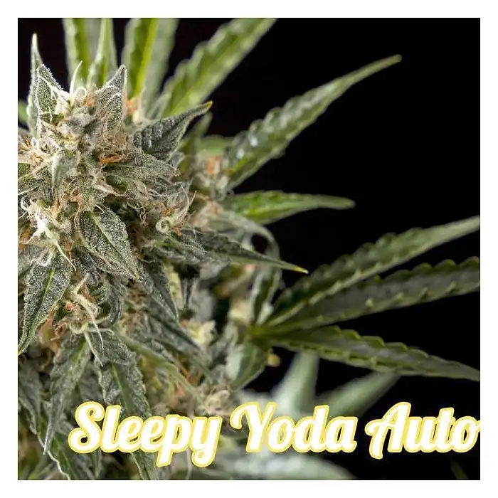 Sleepy Yoda Auto - Philosopher Seeds