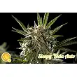 Sleepy Yoda Auto - Philosopher Seeds