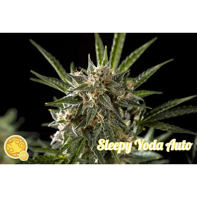 Sleepy Yoda Auto - Philosopher Seeds