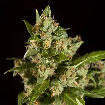 Jamaican Blueberry - Philosopher Seeds