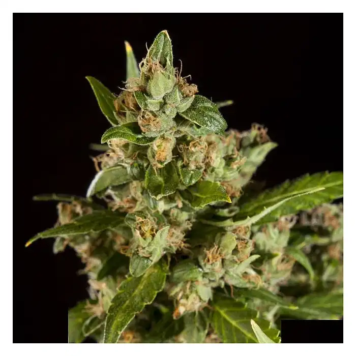 Jamaican Blueberry - Philosopher Seeds