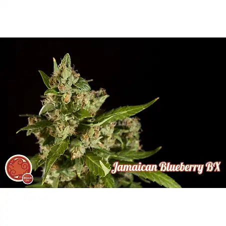 Jamaican Blueberry - Philosopher Seeds