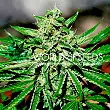 CBD Tonic - World of Seeds CBD Tonic - World of Seeds