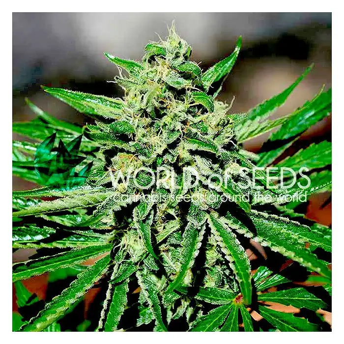 CBD Tonic - World of Seeds