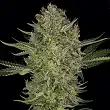 Serious Kush - Serious Seeds Serious Kush - Serious Seeds
