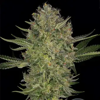Serious Kush - Serious Seeds