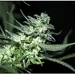 Eli - R-Kiem Seeds Eli - R-Kiem Seeds
