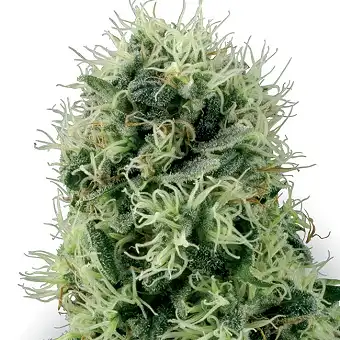 Pure Power Plant - White Label