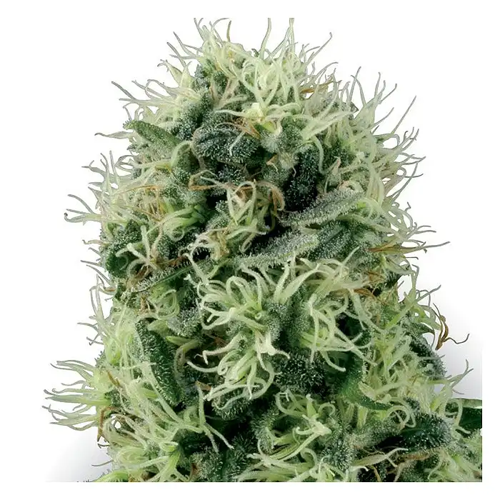 Pure Power Plant - White Label