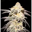 French Cookies - TH Seeds