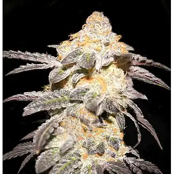 French Cookies - TH Seeds