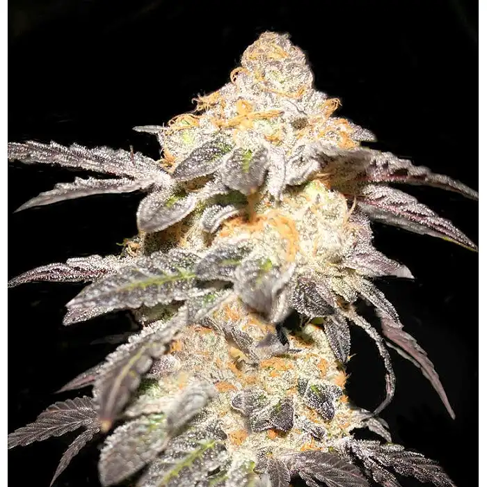 French Cookies - TH Seeds