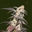 Strawberry Glue - TH Seeds