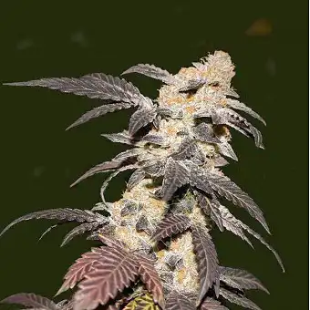 Strawberry Glue - TH Seeds