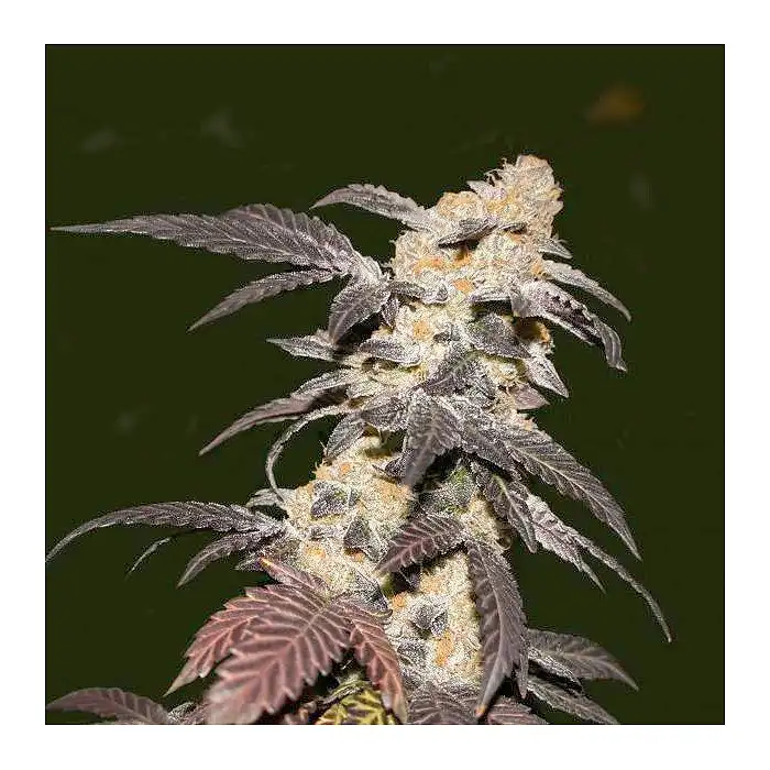 Strawberry Glue - TH Seeds