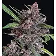 Black Lemon Auto - Exotic Seeds Black Lemon Auto - Exotic Seeds