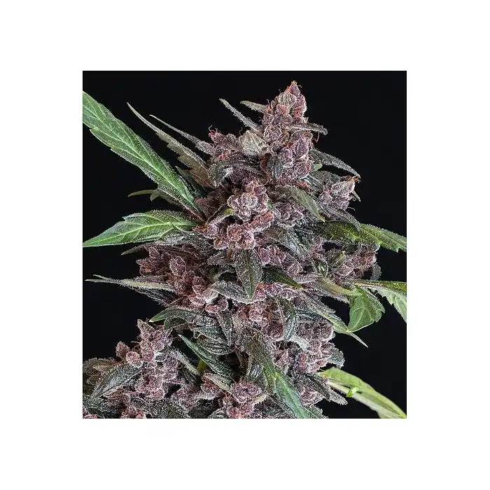 Black Lemon Auto - Exotic Seeds