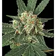 Blue Monkey - Exotic Seeds Blue Monkey - Exotic Seeds