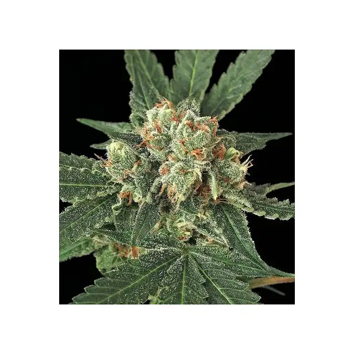 Blue Monkey - Exotic Seeds