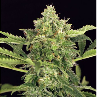 Mango Cream Auto