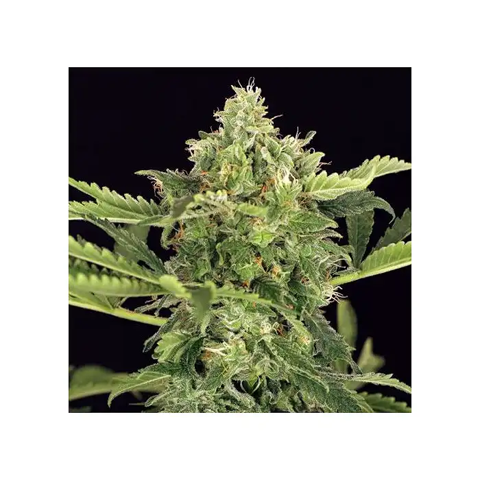 Mango Cream Auto - Exotic Seeds